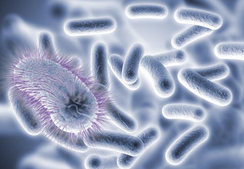 沙门氏菌可以通过增强身体的自然过程来对抗