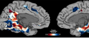 新研究揭示了识别和识别发生的大脑区域
