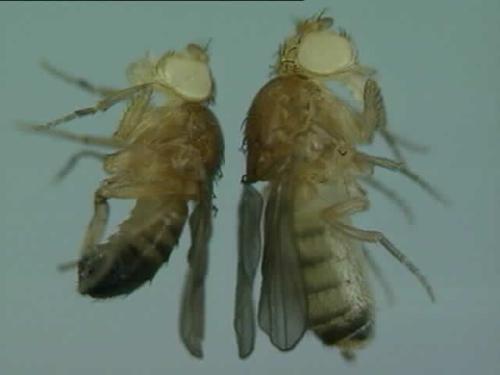 雌性果蝇会从雄性那里收到一种叫做性肽的分子