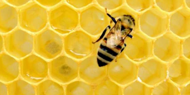 通过听蜂王发出的声音来预测蜜蜂蜂拥而至