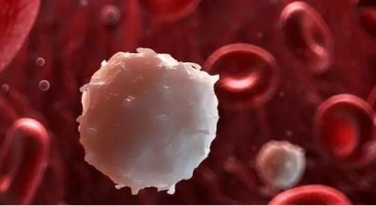 研究人员开发了一种创新的诊断测定法 以鉴定对白血病治疗具有抗性的细胞