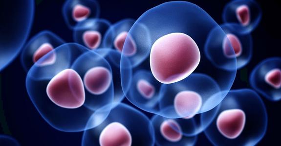 新的更有效的干细胞移植方法可以帮助血癌患者