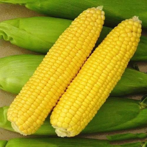 甜玉米种植者可显着提高产量与利润