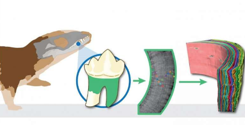 古老的小牙齿揭示出第一批哺乳动物的生活更像爬行动物