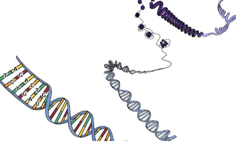 科学家发现与自闭症谱系障碍有关的新基因