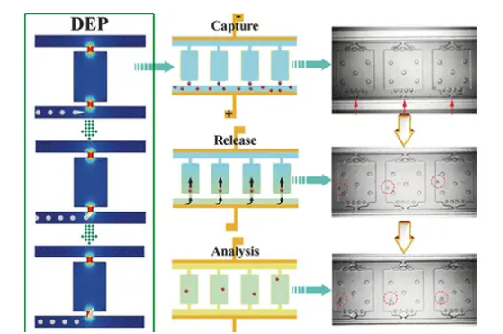 新的基于微流体的芯片使细胞能够被电场捕获