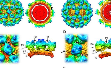 诺如病毒具有两个可选的衣壳结构 它们在感染前会发生变化