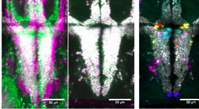 研究确定了驱动斑马鱼防御行为的神经元种群