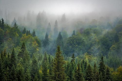 实现全球森林恢复目标所需的转型创新