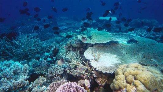 研究揭示了珊瑚对气候变化的耐受力的秘密 它们的饮食