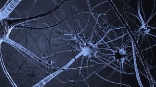 科学家团队已经对调节冲动行为的大脑回路进行了研究
