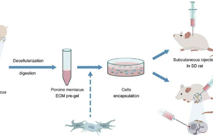 研究人员开发了可注射的基于细胞外基质的生物材料 用于半月板修复