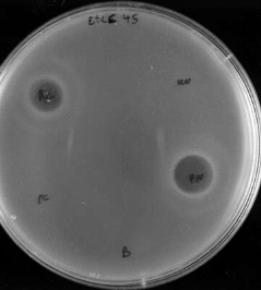 研究人员设计了针对大肠杆菌的新型抗菌剂
