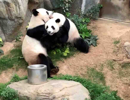 经过13年的社会交流 大熊猫终于在动物园关闭期间交配了
