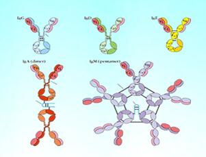 一项新的研究发现以ALS的遗传形式恢复SV2蛋白可以纠正传播异常