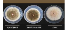 研究人员发现与肺部感染有关的杂种真菌