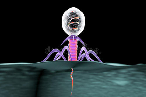 噬菌体可能在儿童发育迟缓中起作用