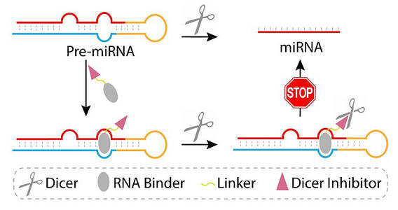 microRNA如何保护动脉粥样硬化血管完整性