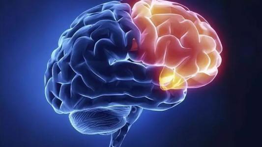 海马体中的抑制性神经元刺激大脑发育