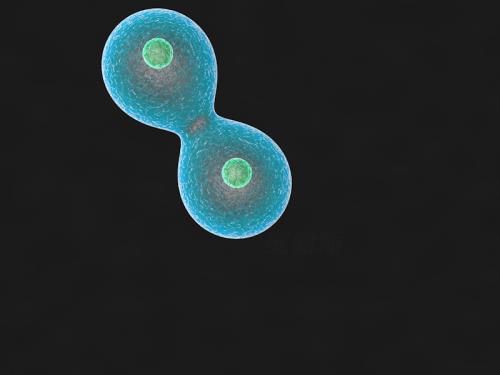 科学家发现细胞分裂过程中特殊蛋白质的重要​​功能