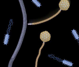 凝视噬菌体的秘密 看看它们如何杀死细菌超级细菌