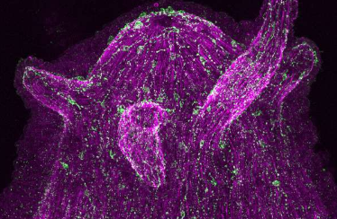 研究人员研究神经细胞是否进化为与微生物对话