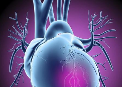 研究揭示了黏附素功能参与癌症和心脏发育的机制