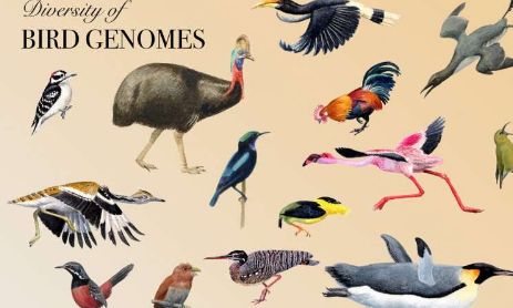新的基因组比对工具可对脊椎动物进化进行大规模研究