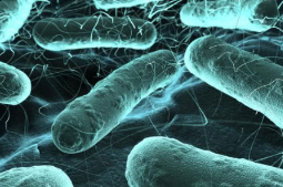 研究表明细菌在特定条件下如何变得越来越具有感染力
