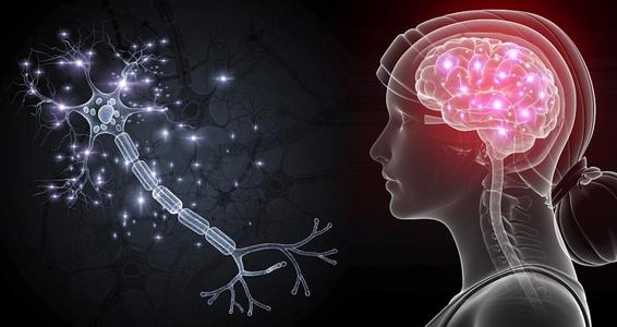 研究人员发现负责新体验的神经元会干扰包含记忆的神经元信号