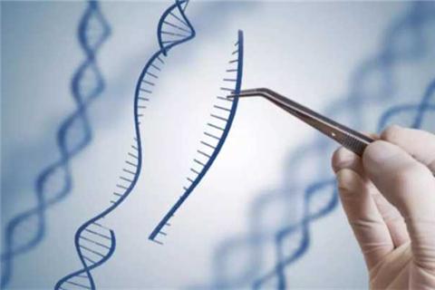 基因疗法开发新的DNA转运蛋白
