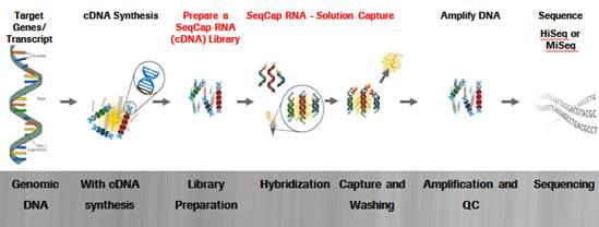 对RNA运动的新认识可用于治疗癌症