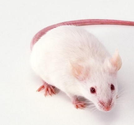 小鼠模型模仿人类的SARS CoV 2感染