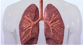 突破性研究确定了可能导致肺纤维化的独特肺细胞
