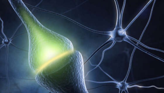 科学家发现人体中充满了不使用中枢神经系统就能运作的微型大脑