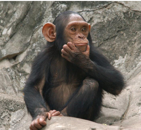 黑猩猩被发现可以将文化知识从一代传给下一代