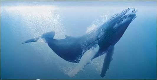 为什么鲸鱼进行着地球上最长的迁徙