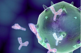 研究人员发现肠道细菌如何帮助免疫系统抵抗癌性肿瘤