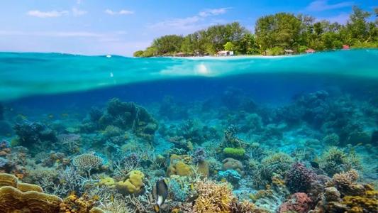 深潜潜水揭示了很少探索的珊瑚礁