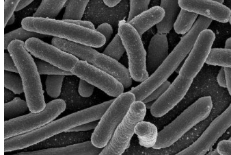 麦吉尔大学的研究人员发现了与基因表达有关的细菌细胞器