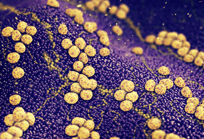 科学家发现吃细菌的病毒可以帮助抵抗抗生素抗性超级细菌
