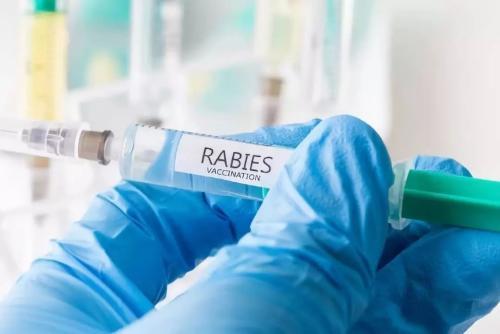 初步研究表明结核病疫苗可能会限制新型