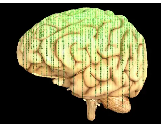 大脑的额叶额叶网络可以负责各种高度多样化的功能