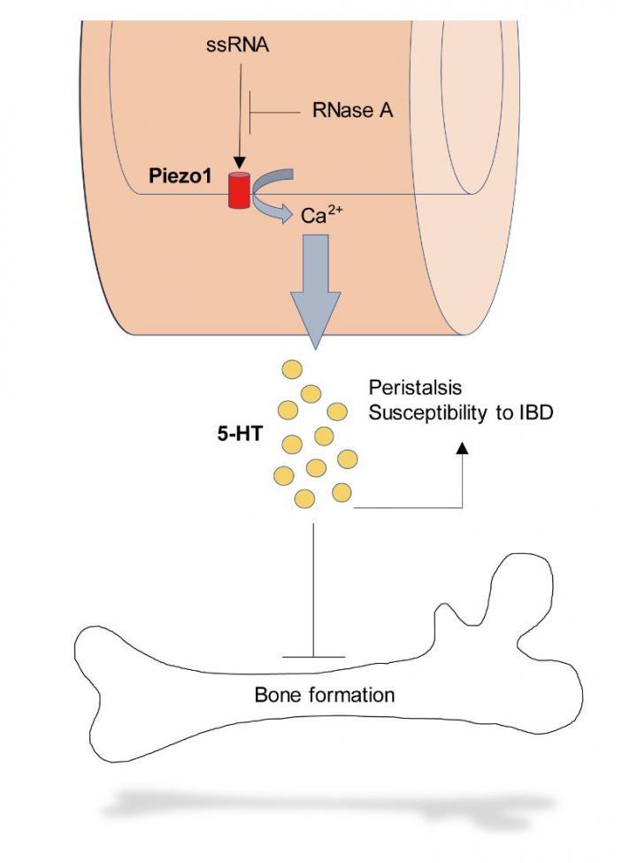 肠道Piezo1通过RNA感应调节肠道和骨骼的体内平衡