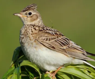 研究揭示了为什么一些鸟类更快地成熟
