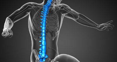 研究人员发现脊髓与大脑共同控制复杂的运动功能