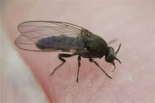 沙蝇的交配习惯如何帮助应对热带病