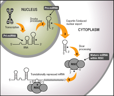 microRNA的扩增和成像作为检测肿瘤发展的生物标记