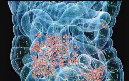 研究揭示了微生物组与自身免疫性疾病之间的联系