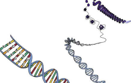 人类细胞中DNA调控复合物的新3-D模型提供了癌症线索